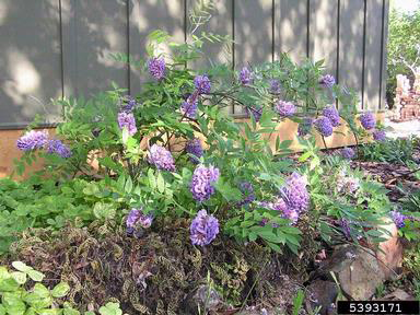 American wisteria